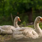 Farma Casa De Bertoldi Belluno